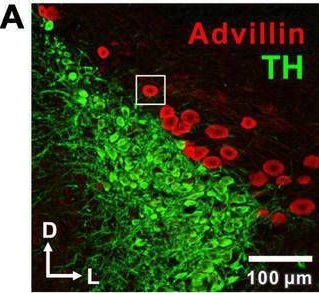 Fig.1.A showing Immunohistochemistry-immunofluorescence from the publication: The Nature of Noradrenergic Volume Transmission From Locus Coeruleus to Brainstem Mesencephalic Trigeminal Sensory Neurons.