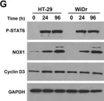 Fig.3.G showing Western Blotting from the publication: Interleukin-4 and interleukin-13 increase NADPH oxidase 1-related proliferation of human colon cancer cells.