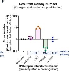 Fig.3.F from the publication: Hepatitis B viral DNA integration occurs within three days of infection and is enhanced by ATR inhibition.