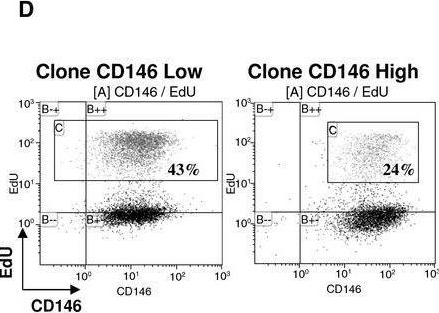 CD146 antibodies - Antibody search engine - CiteAb