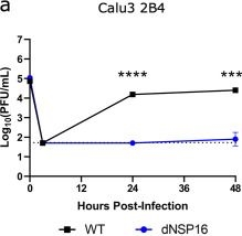 Fig.2.A from the publication: SARS-CoV-2 Uses Nonstructural Protein 16 To Evade Restriction by IFIT1 and IFIT3.