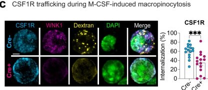 Fig.5.C showing Immunocytochemistry-immunofluorescence from the publication: WNK1 mediates M-CSF-induced macropinocytosis to enforce macrophage lineage fidelity.