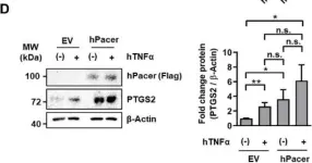 Fig.2.D showing Western Blotting from the publication: The Autophagy Protein Pacer Positively Regulates the Therapeutic Potential of Mesenchymal Stem Cells in a Mouse Model of DSS-Induced Colitis.