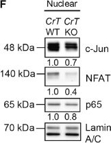 Fig.4.F showing Western Blotting from the publication: Creatine uptake promotes dendritic cell activation and enhances antitumor immunity.