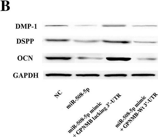 DSPP antibodies - Antibody search engine - CiteAb