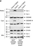 Fig.5.D showing Western Blotting in a Homo sapiens (Human) sample from the publication: Gasdermin pores permeabilize mitochondria to augment caspase-3 activation during apoptosis and inflammasome activation.
