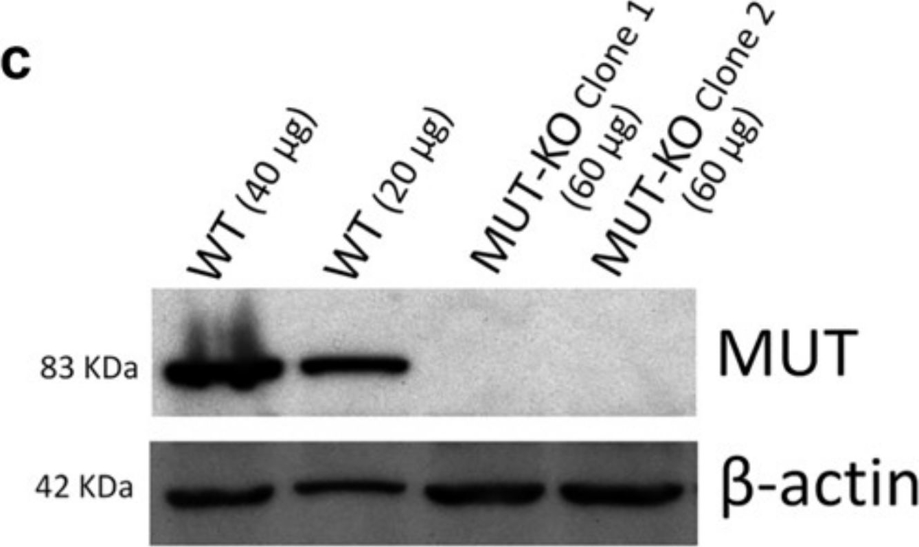 Fig.1.C showing Western Blotting from the publication: Proteomics Reveals that Methylmalonyl-CoA Mutase Modulates Cell Architecture and Increases Susceptibility to Stress.