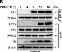 Fig.2.B showing Western Blotting from the publication: Foot-and-mouth disease virus VP4 interferes with host interferon response by targeting the nuclear translocation of interferon regulatory factor 3 (IRF3).