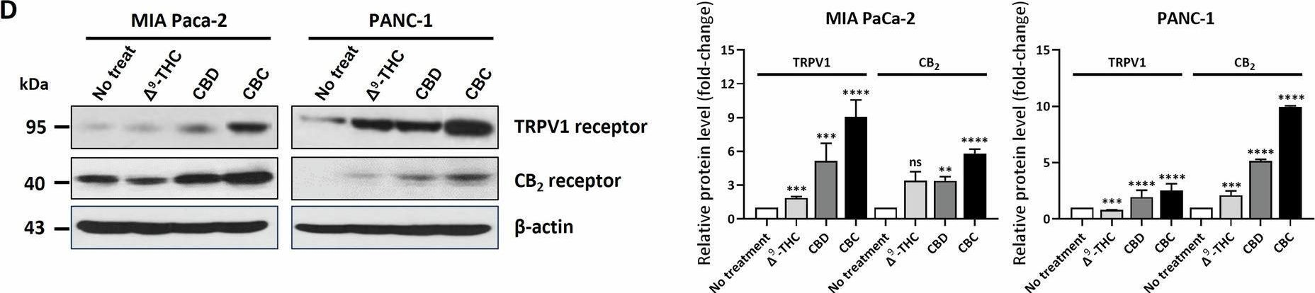 Fig.5.D showing Western Blotting in a Homo sapiens (Human) sample from the publication: Cannabichromene: integrative modulation of apoptosis, ferroptosis, and endocannabinoid signaling in pancreatic cancer therapy.