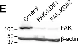 Fig.6.E showing Western Blotting in a Canis lupus familiaris (Domestic dog) sample from the publication: αV-integrins are required for mechanotransduction in MDCK epithelial cells.
