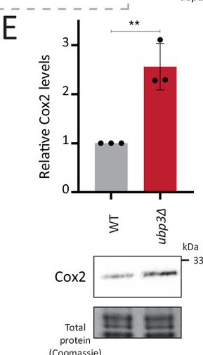 Fig.1.E showing Western Blotting in a Saccharomyces cerevisiae (Yeast) sample from the publication: The deubiquitinase Ubp3/Usp10 constrains glucose-mediated mitochondrial repression via phosphate budgeting.