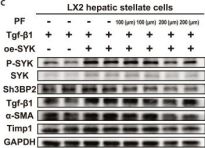 Syk Antibody | Cell Signaling Technology
