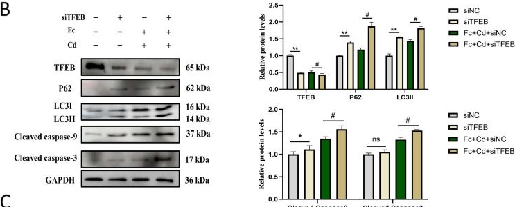 Fig.4.B showing Western Blotting in a Sus scrofa (Wild pig) sample from the publication: Fucoidan Protects Against Cadmium-Induced Cytotoxicity in PK-15 Cells by Restoring Autophagic Flux: Involvement of the TFEB Signaling Pathway.