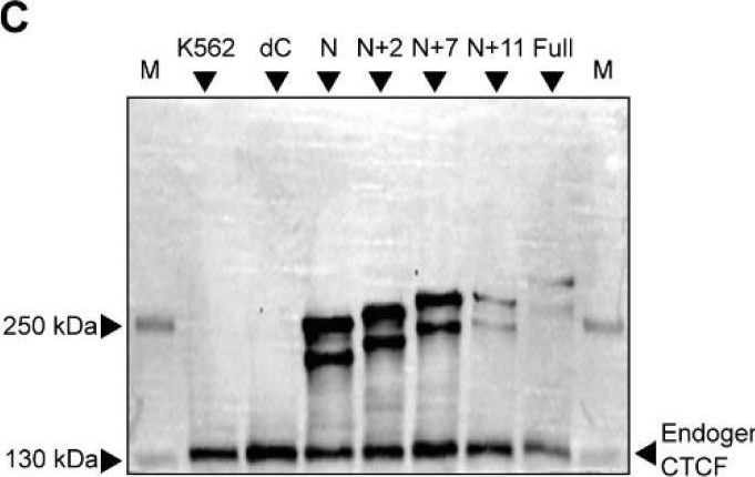Fig.1.M showing Western Blotting from the publication: Ectopic Recruitment of the CTCF N-Terminal Domain with Two Proximal Zinc-Finger Domains as a Tool for 3D Genome Engineering.