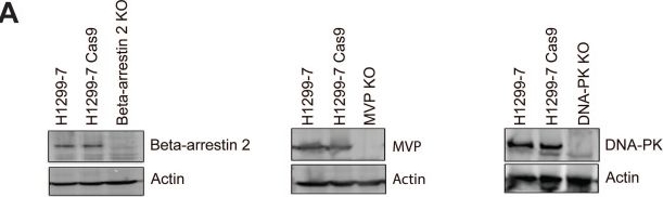 Fig.2.A showing Western Blotting in a Homo sapiens (Human) sample from the publication: A genome-wide CRISPR/Cas9 screen identifies DNA-PK as a sensitiser to 177Lutetium-DOTA-octreotate radionuclide therapy.