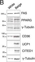 Fig.1.B showing Western Blotting from the publication: Multimodal epigenetic and enhancer network remodeling shape the transcriptional landscape of human beige adipocytes.