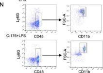 Ly-6G (E6Z1T) Rabbit Monoclonal Antibody | Cell Signaling Technology