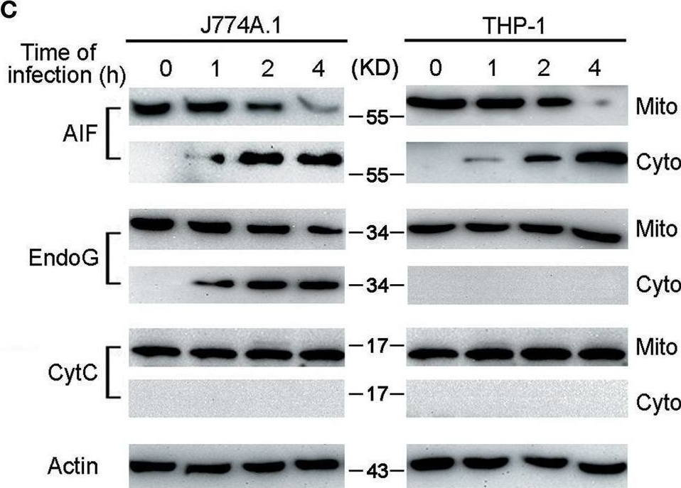 Fig.2.C showing Western Blotting from the publication: Bid-Induced Release of AIF/EndoG from Mitochondria Causes Apoptosis of Macrophages during Infection with Leptospira interrogans.
