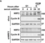 Fig.3.A showing Western Blotting from the publication: Transcription Factor NRF2 Participates in Cell Cycle Progression at the Level of G1/S and Mitotic Checkpoints.