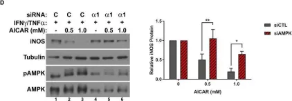 Fig.4.D showing Western Blotting in a Mus musculus (House mouse) sample from the publication: The AMPK agonist 5-aminoimidazole-4-carboxamide ribonucleotide (AICAR), but not metformin, prevents inflammation-associated cachectic muscle wasting.