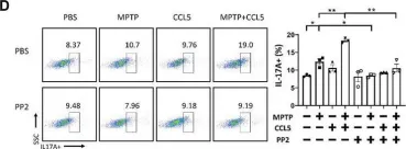 Fig.5.D showing Western Blotting in a Mus musculus (House mouse) sample from the publication: CCL5 promotes LFA-1 expression in Th17 cells and induces LCK and ZAP70 activation in a mouse model of Parkinson's disease.