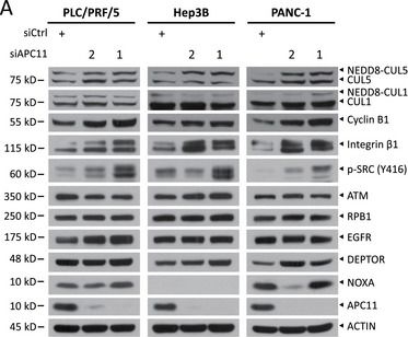 Fig.3.A showing Western Blotting in a Homo sapiens (Human) sample from the publication: The Crosstalk Between CRL5 and APC/C E3 Ligases Regulates Metastasis and Chemosensitivity of Cancer Cells.