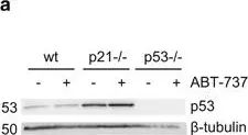 Fig.1.A showing Western Blotting in a Homo sapiens (Human) sample from the publication: Constitutive p53 heightens mitochondrial apoptotic priming and favors cell death induction by BH3 mimetic inhibitors of BCL-xL.
