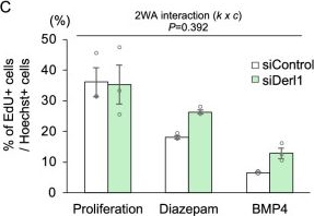 Fig.9.C from the publication: The Derlin-1-Stat5b axis maintains homeostasis of adult hippocampal neurogenesis.