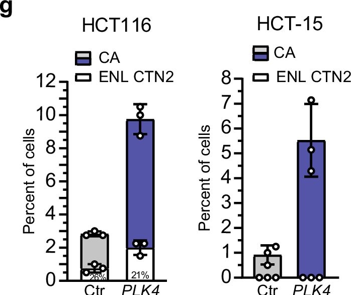 Fig.3.G showing Flow cytometry/Cell sorting in a Homo sapiens (Human) sample from the publication: A GPER-PKA-Centrin axis regulates centrosome numbers and centriole integrity in colon cancer cells.