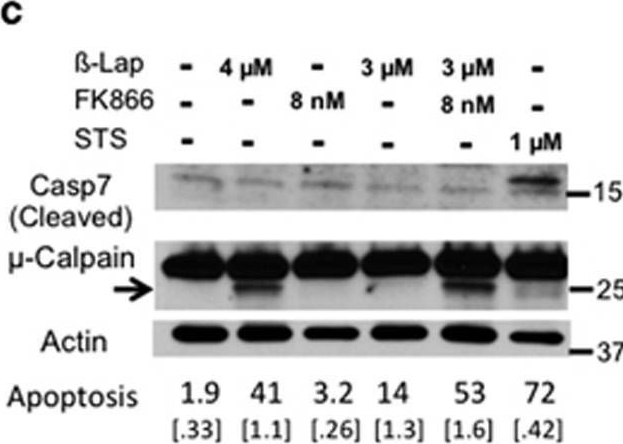 Fig.6.C showing Western Blotting from the publication: NAMPT inhibition sensitizes pancreatic adenocarcinoma cells to tumor-selective, PAR-independent metabolic catastrophe and cell death induced by β-lapachone.