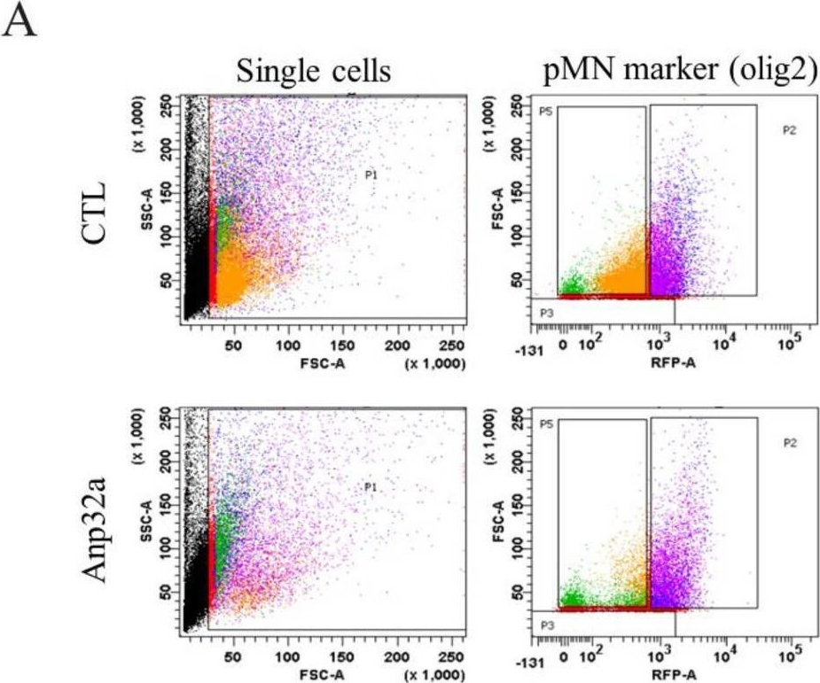 Fig.6.A showing Flow cytometry/Cell sorting in a Danio rerio (Zebrafish) sample from the publication: Anp32a Promotes Neuronal Regeneration after Spinal Cord Injury of Zebrafish Embryos.