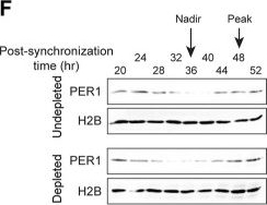 Fig.5.F showing Western Blotting in a Mus musculus (House mouse) sample from the publication: The circadian regulator PER1 promotes cell reprogramming by inhibiting inflammatory signaling from macrophages.