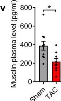 Fig.1.V showing Enzyme-linked immunosorbent assay from the publication: Skeletal muscle derived Musclin protects the heart during pathological overload.
