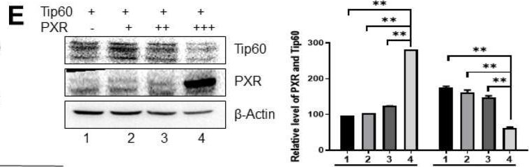 Fig.3.E showing Western Blotting from the publication: Combination of Paclitaxel and PXR Antagonist SPA70 Reverses Paclitaxel-Resistant Non-Small Cell Lung Cancer.