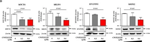 Fig.5.D showing Western Blotting in a Homo sapiens (Human) sample from the publication: CWP232228 targets liver cancer stem cells through Wnt/β-catenin signaling: a novel therapeutic approach for liver cancer treatment.