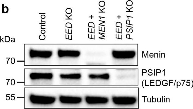 Fig.5.B showing Western Blotting in a Homo sapiens (Human) sample from the publication: Targeting Menin disrupts the KMT2A/B and polycomb balance to paradoxically activate bivalent genes.