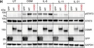 Fig.2.H showing Western Blotting from the publication: Oncostatin M receptor deficiency as a novel candidate genetic cause of autosomal recessive hyper-IgE syndrome.