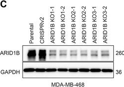 Fig.2.C showing Western Blotting in a Homo sapiens (Human) sample from the publication: Disruption of ARID1B Recruitment to the Nuclear Pore Complex as a New Anticancer Therapeutic Strategy.