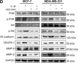 Fig.4.D showing Western Blotting from the publication: IL-1β Promotes Vasculogenic Mimicry of Breast Cancer Cells Through p38/MAPK and PI3K/Akt Signaling Pathways.