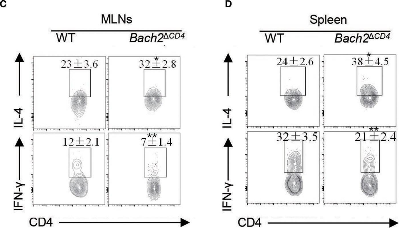 Fig.6.C showing Flow cytometry/Cell sorting in a Mus musculus (House mouse) sample from the publication: Bach2 Deficiency Leads to Spontaneous Expansion of IL-4-Producing T Follicular Helper Cells and Autoimmunity.