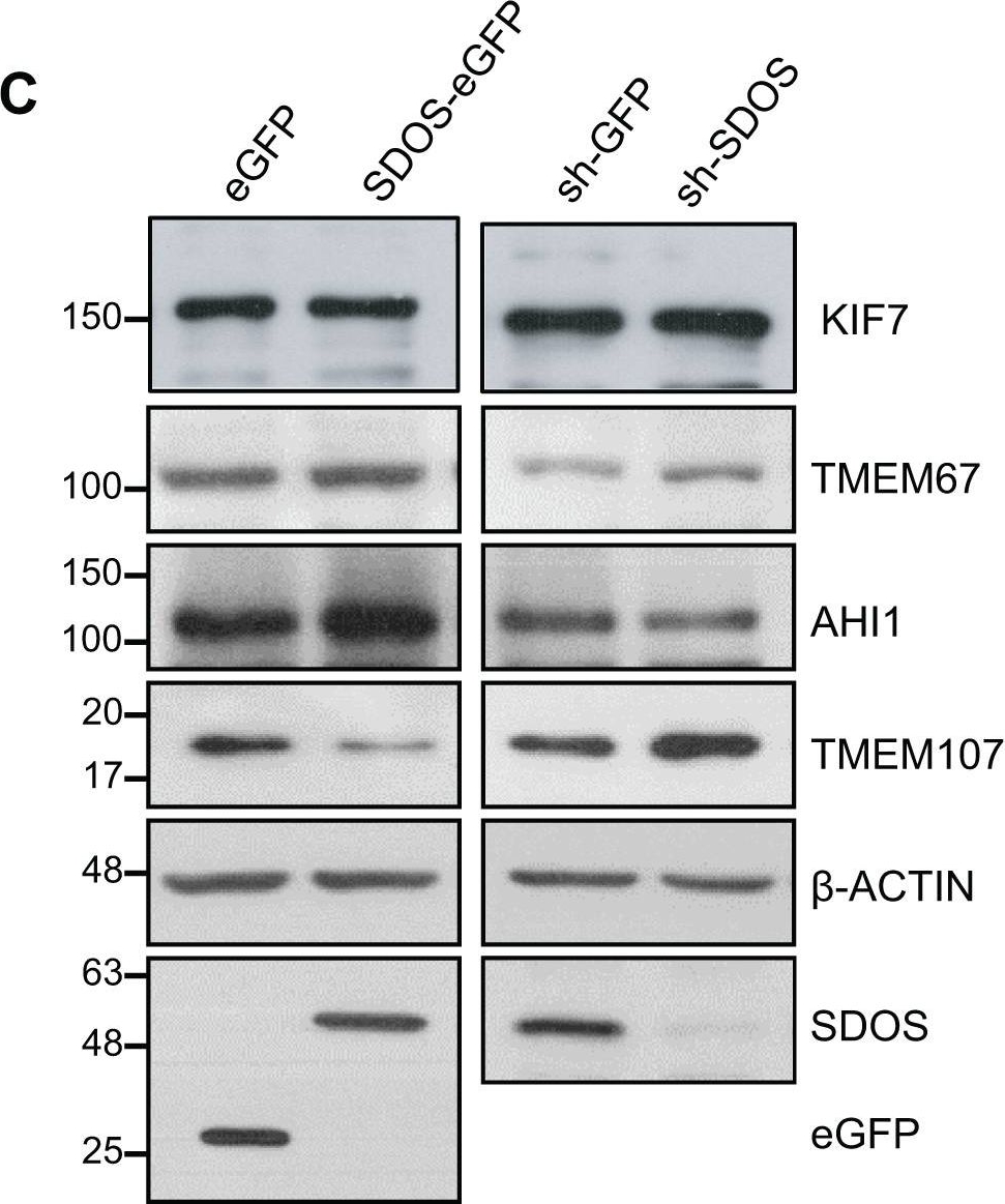 Fig.7.C showing Western Blotting in a Homo sapiens (Human) sample from the publication: Protein Syndesmos is a novel RNA-binding protein that regulates primary cilia formation.