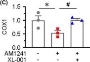 Fig.8.C from the publication: Cannabinoid receptor 2 plays a central role in renal tubular mitochondrial dysfunction and kidney ageing.