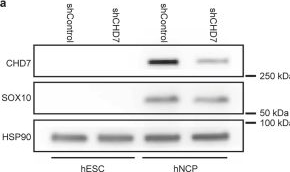 Fig.5.A showing Western Blotting in a Homo sapiens (Human) sample from the publication: Perturb-tracing enables high-content screening of multi-scale 3D genome regulators.