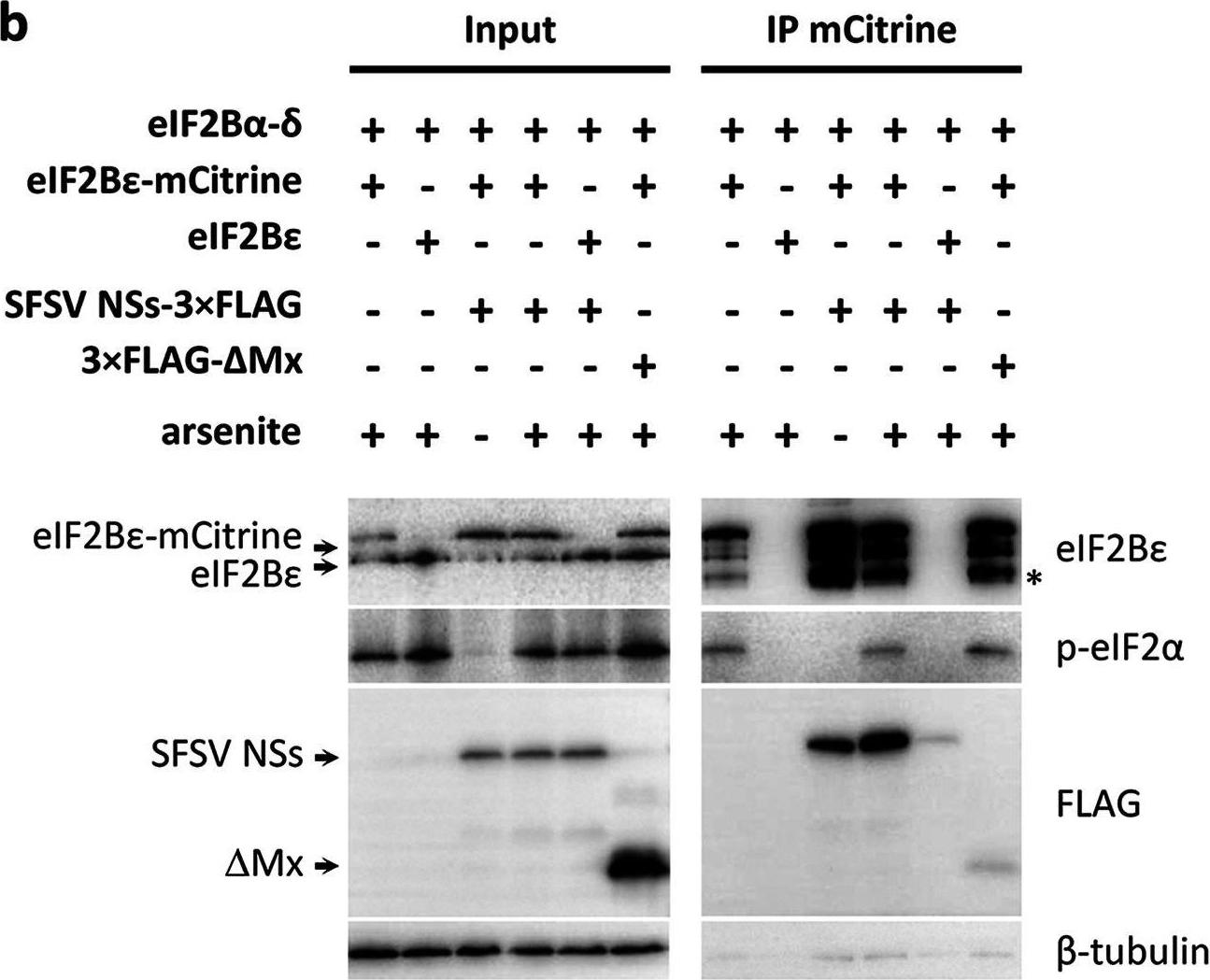 Fig.6.B showing Western Blotting from the publication: eIF2B as a Target for Viral Evasion of PKR-Mediated Translation Inhibition.