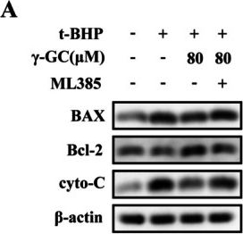 Fig.7.A showing Western Blotting in a Homo sapiens (Human) sample from the publication: γ-Glutamylcysteine Alleviates t-BHP-Induced Oxidative Damage in NIH/3T3 Fibroblasts by Promoting Nuclear Translocation of Nrf2.