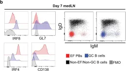 Fig.1.B showing Flow cytometry/Cell sorting from the publication: Toll-like receptor mediated inflammation directs B cells towards protective antiviral extrafollicular responses.