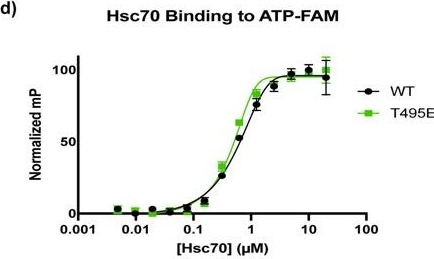 Fig.1.D from the publication: Hsp70 is phosphorylated in a conserved response to DNA damage and contributes to cell cycle control.
