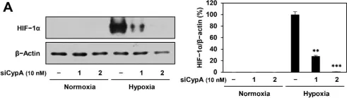 Fig.9.A showing Western Blotting in a Homo sapiens (Human) sample from the publication: Identification of Cyclophilin A as a Potential Anticancer Target of Novel Nargenicin A1 Analog in AGS Gastric Cancer Cells.