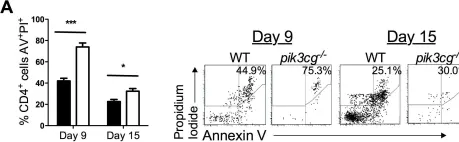 Fig.6.A showing Flow cytometry/Cell sorting in a Mus musculus (House mouse) sample from the publication: PI3Kγ drives priming and survival of autoreactive CD4(+) T cells during experimental autoimmune encephalomyelitis.