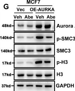 Fig.2.G showing Western Blotting in a Homo sapiens (Human) sample from the publication: Targeting Aurora A Kinase Enhance the CDK4/6 Inhibitor Sensitivity in HR+/HER2- Breast Cancer.
